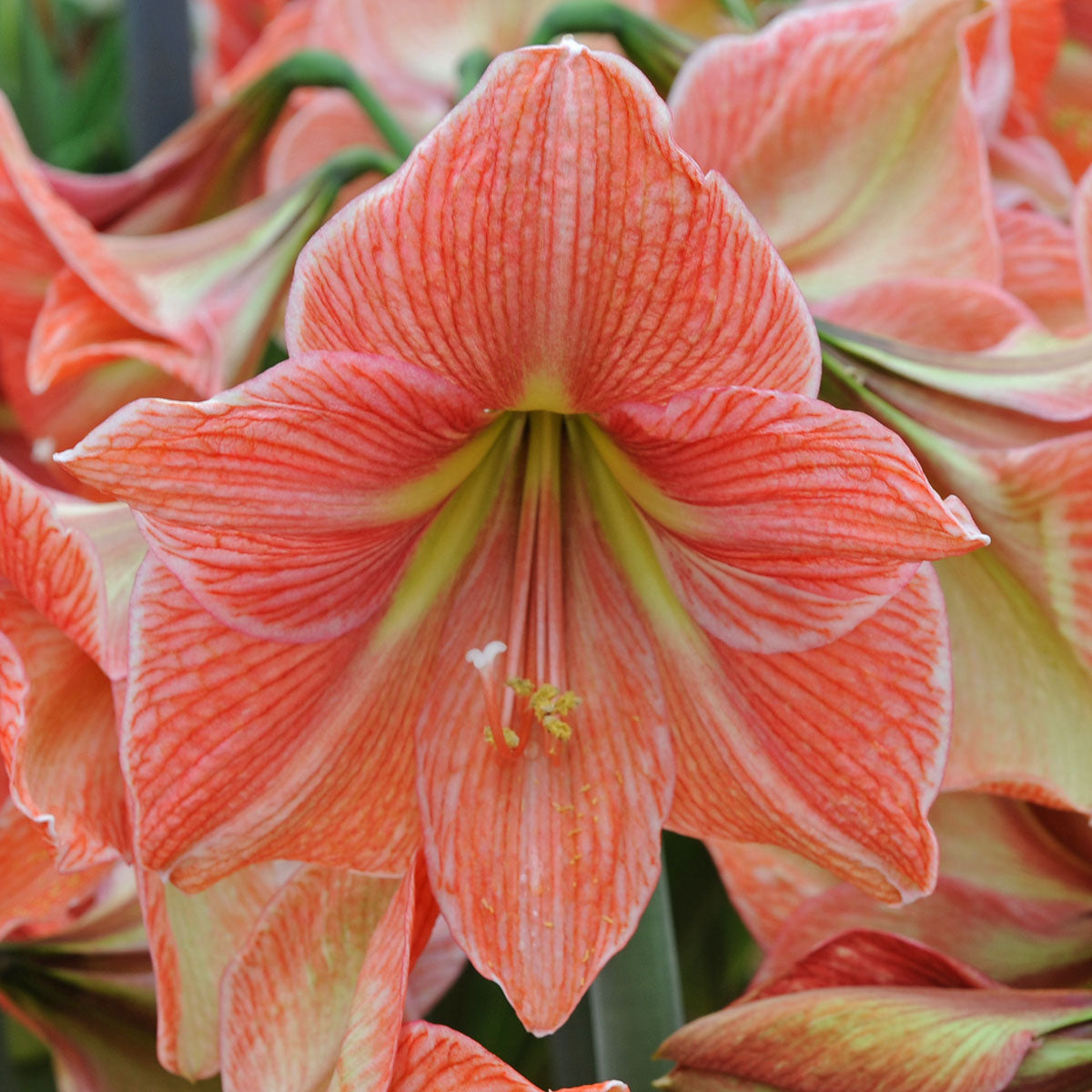 Amaryllis Terra Cotta Star