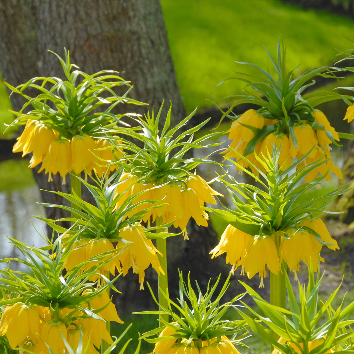 Fritillaria imperialis Maxima Lutea