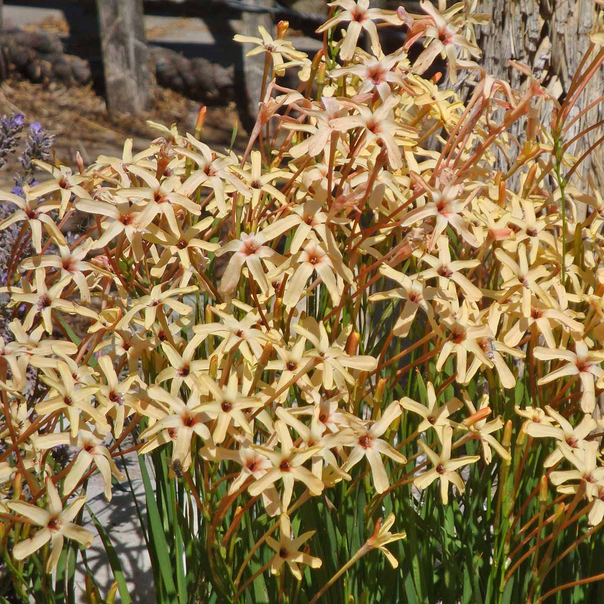 Ixia paniculata Eos