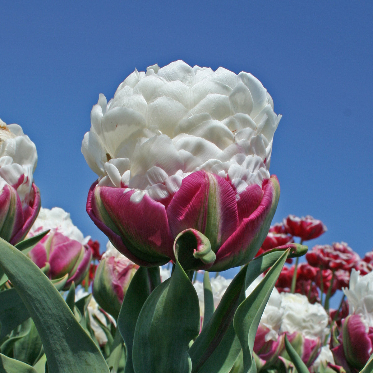 Tulipa Ice Cream