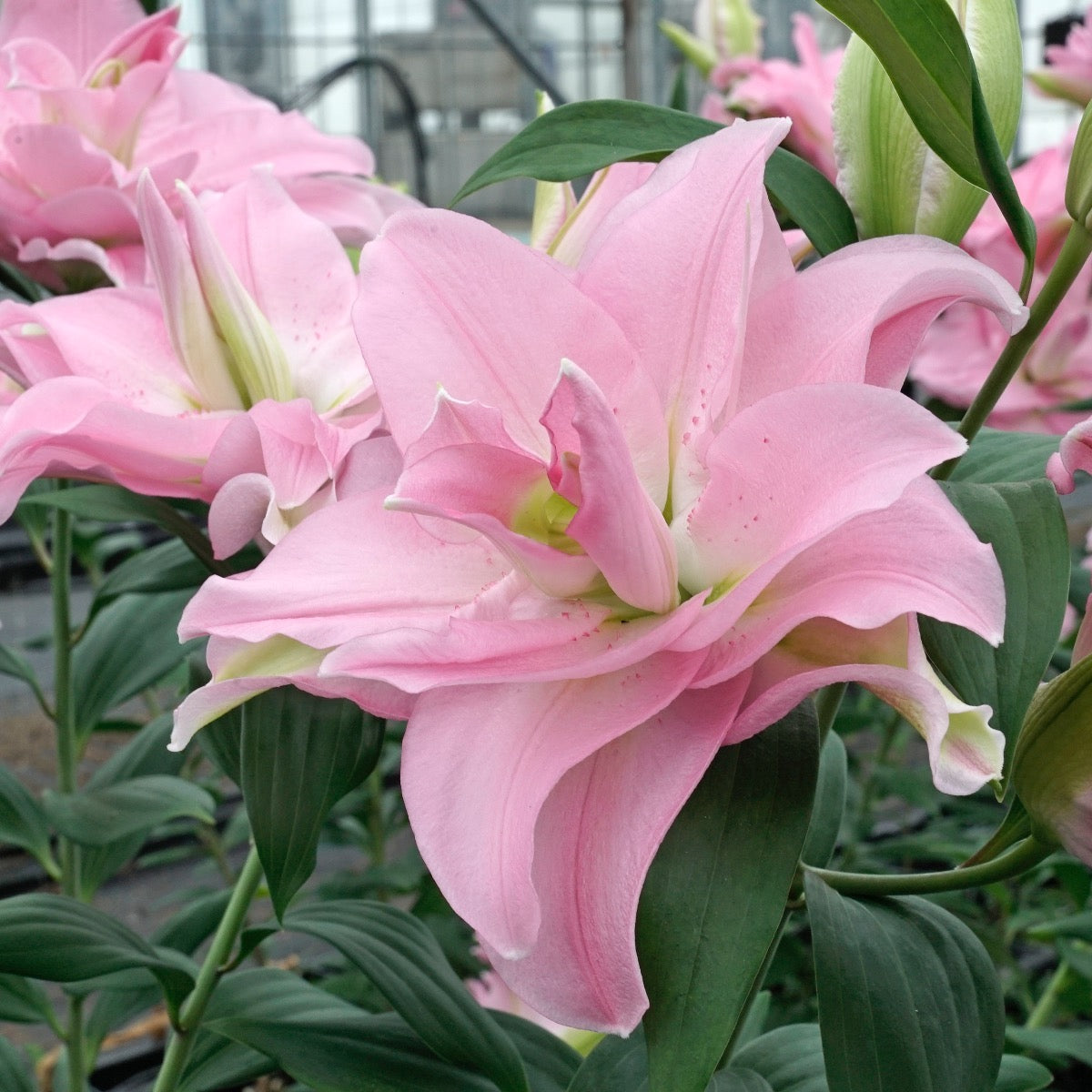 Lilium Roselily Editha