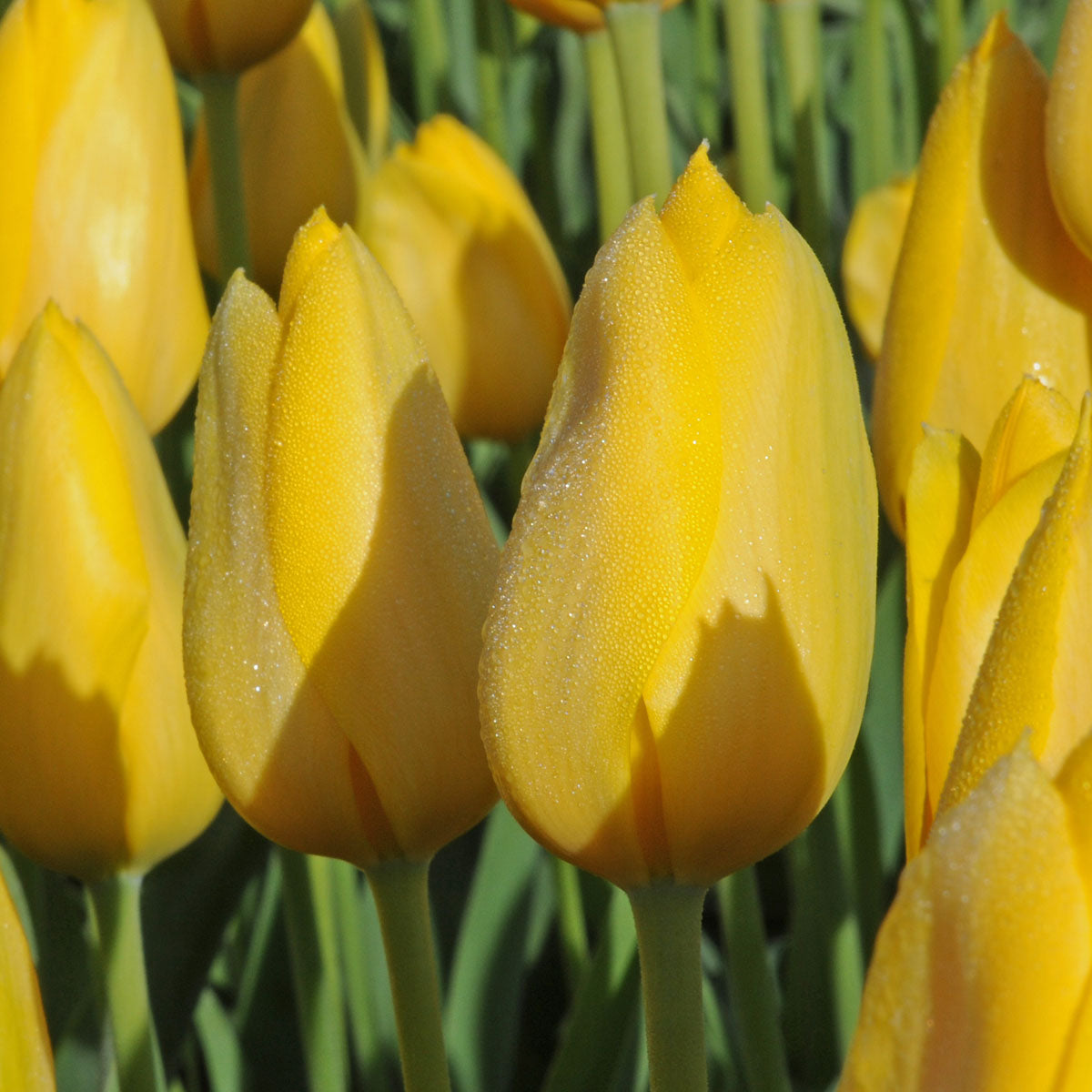 Tulipa Muscadet