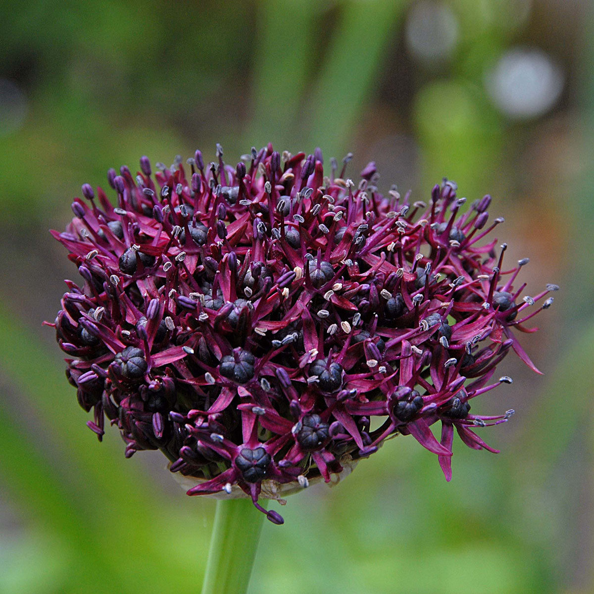 Allium atropurpureum