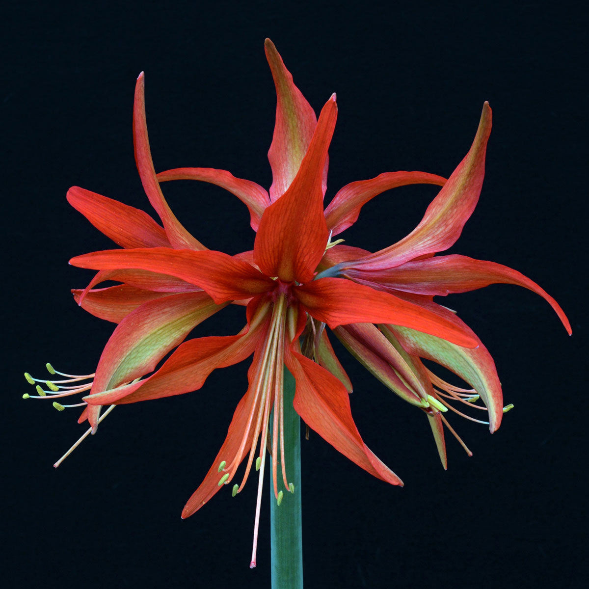 Amaryllis Sumatra