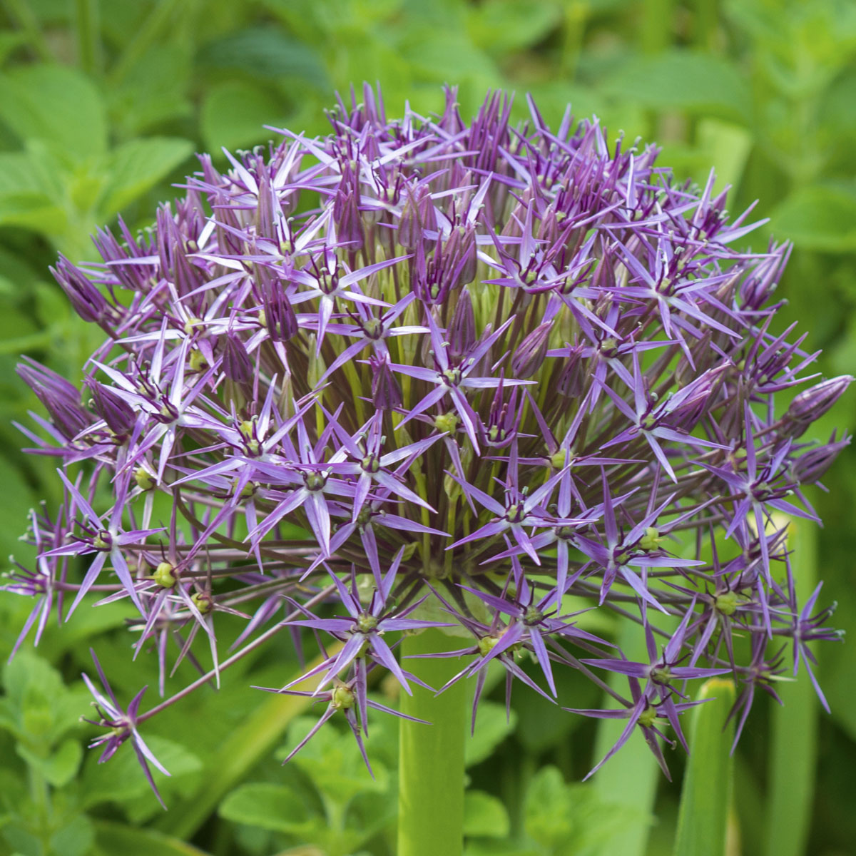Allium christophii