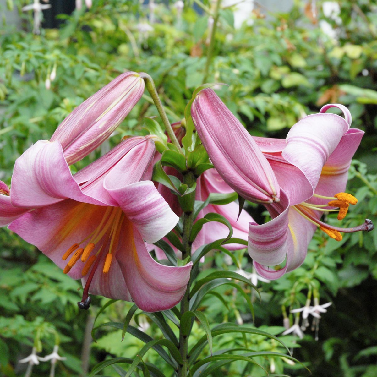 Lilium Pink Perfection