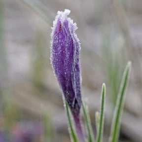 Crocus sativus 'Safrankrokus'