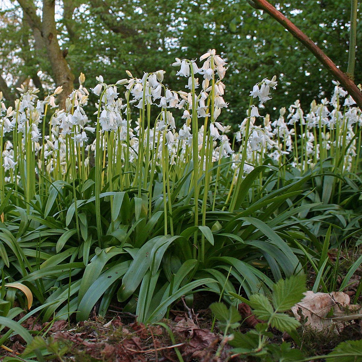 Hyacinthoides hispanica White City