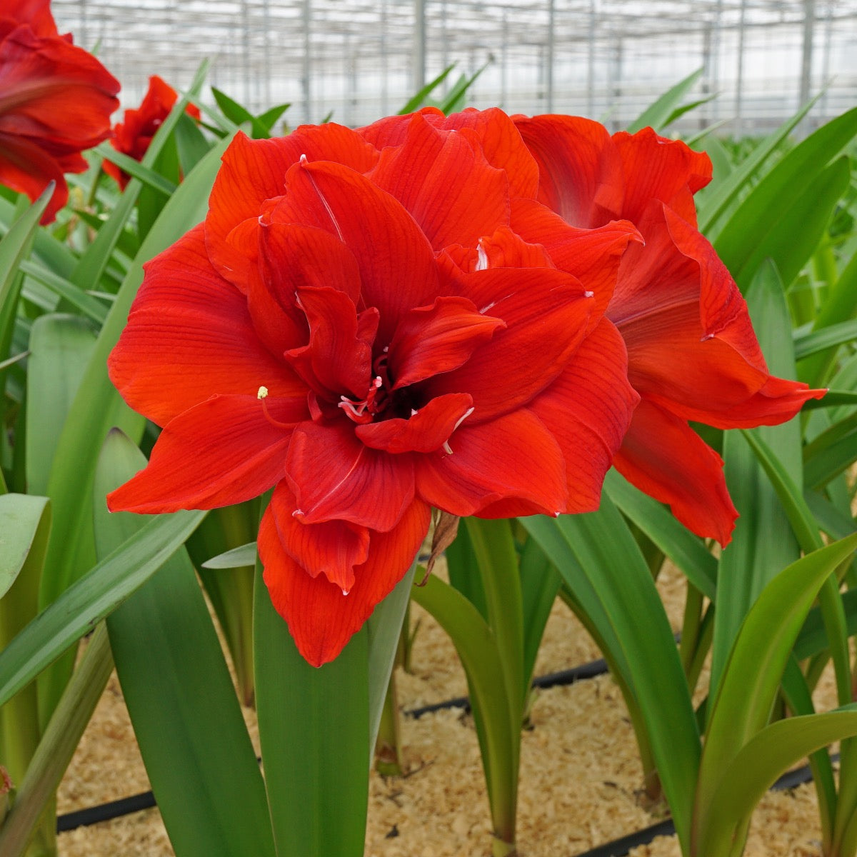 Amaryllis Red Torro