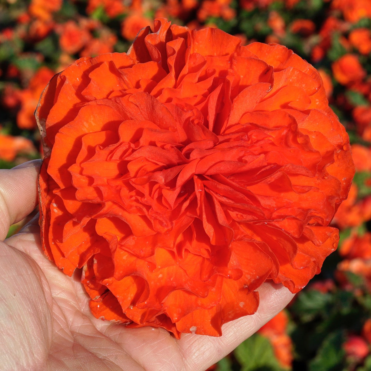 Begonie Ruffled Orange