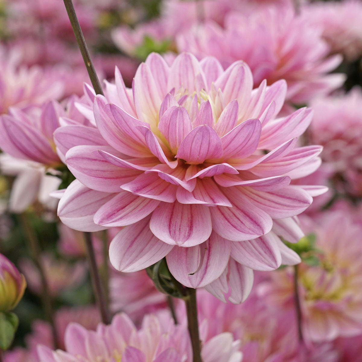 Dahlie Pink Magic