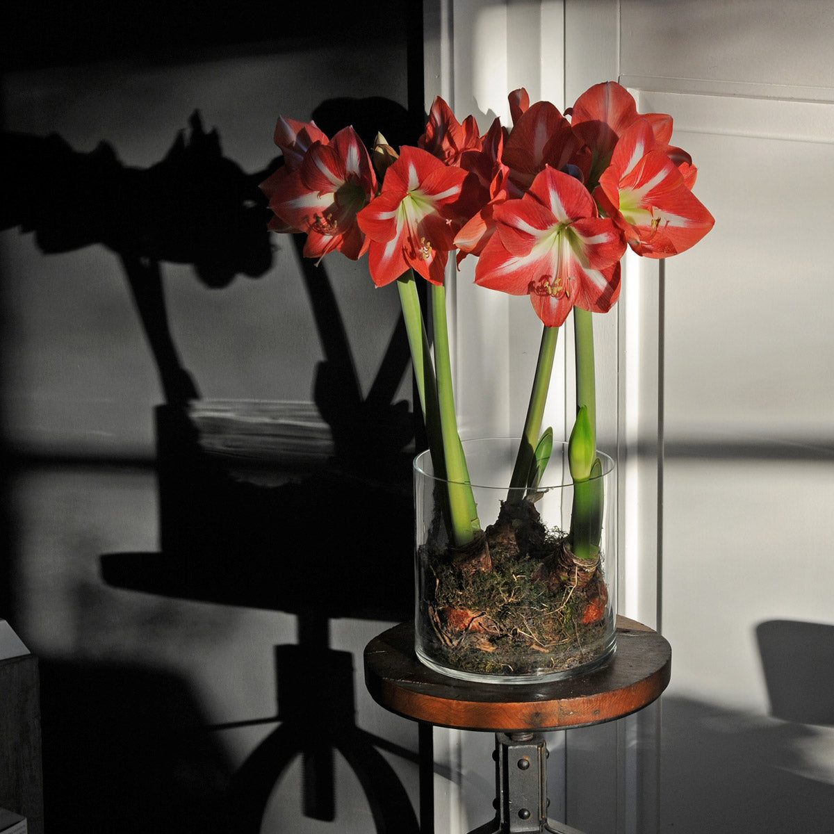 Amaryllis Monte Carlo