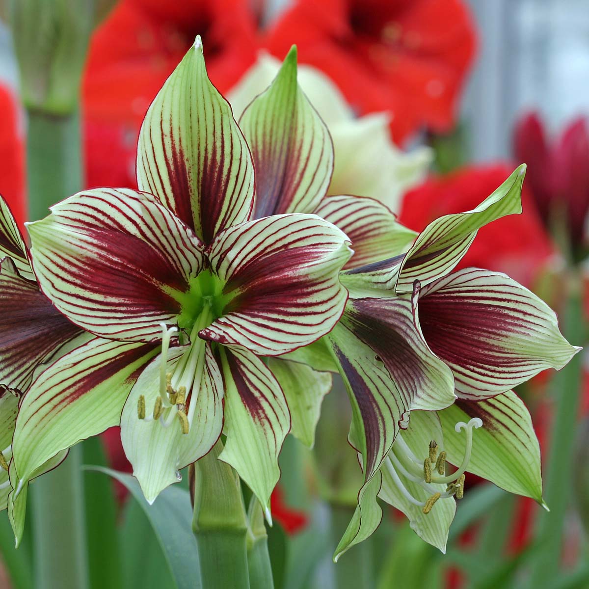 Amaryllis papilio