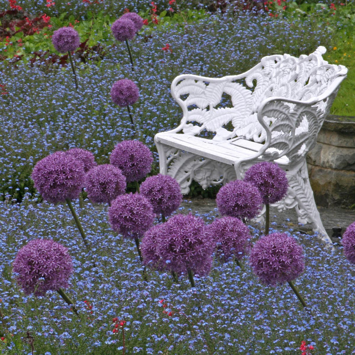 Allium Globemaster | Koop Alliumbollen  online bij Fluwel