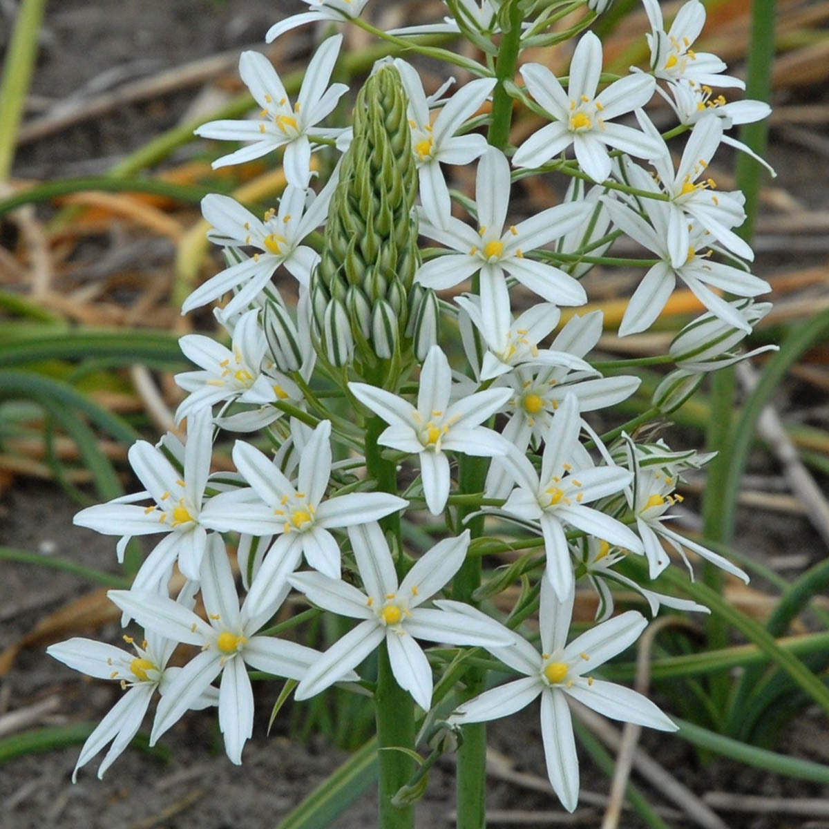 Ornithogalum ponticum Sochi