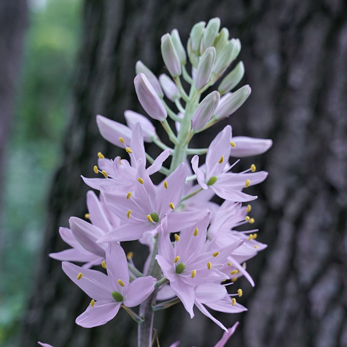 Camassia leichtlinii soft pink