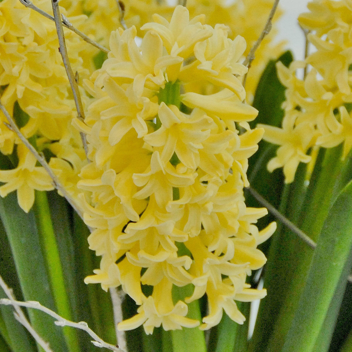 Hyacinthus Yellowstone