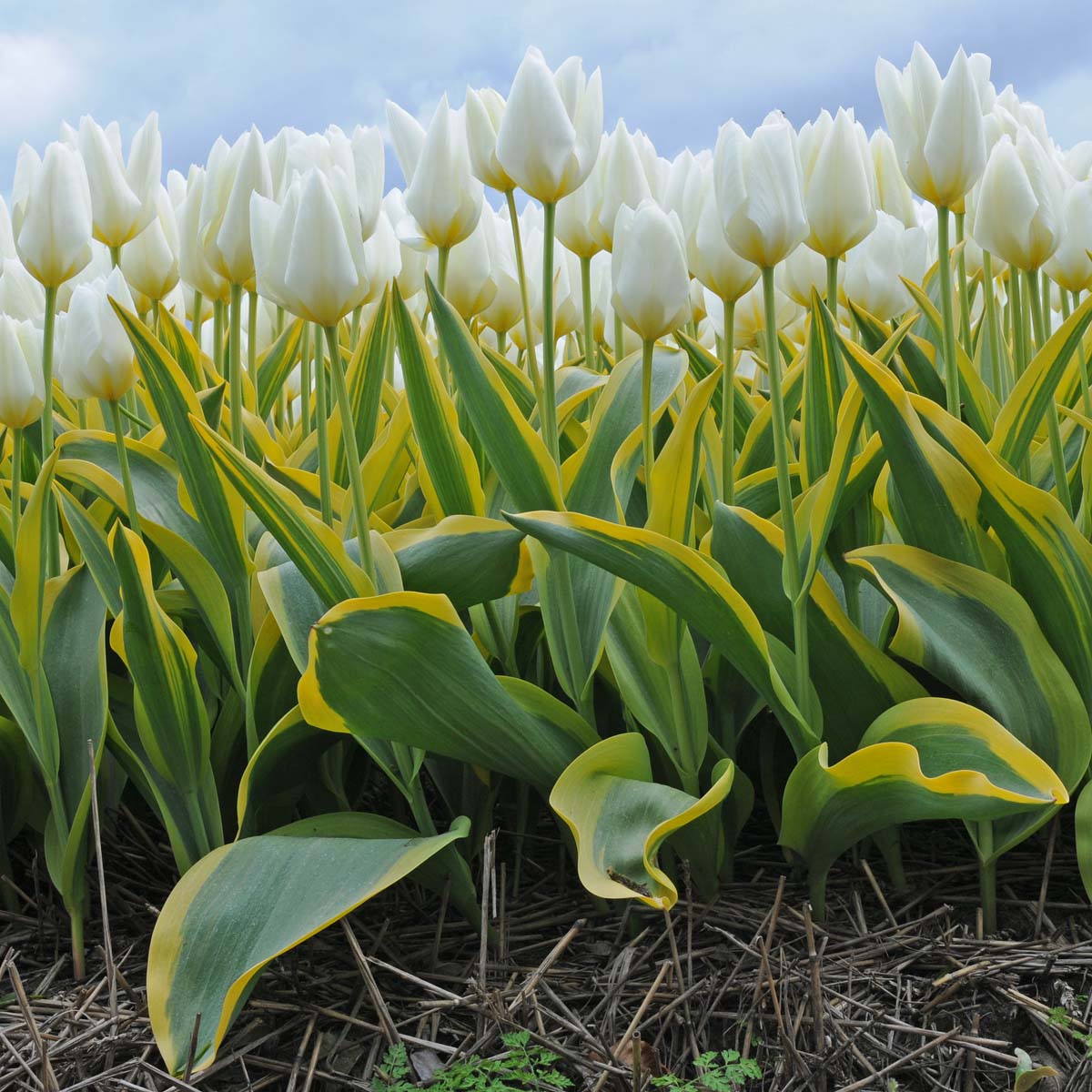 Tulipa Purissima Blonde