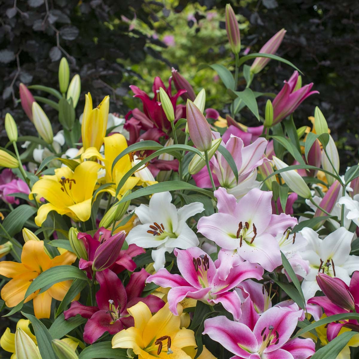 Lilium Ovation Large Flowering Lily Mixture