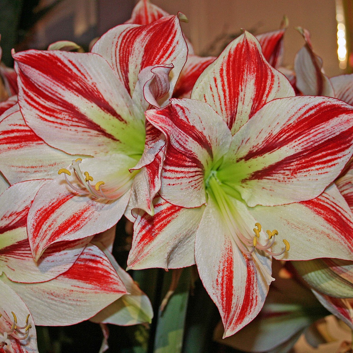 Amaryllis Ambiance