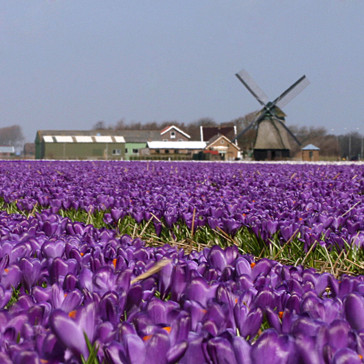 Crocus vernus Flower Record