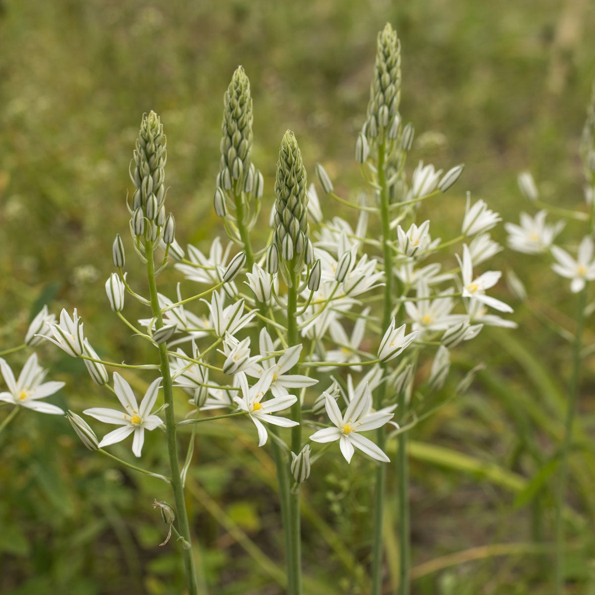 Ornithogalum ponticum Sochi