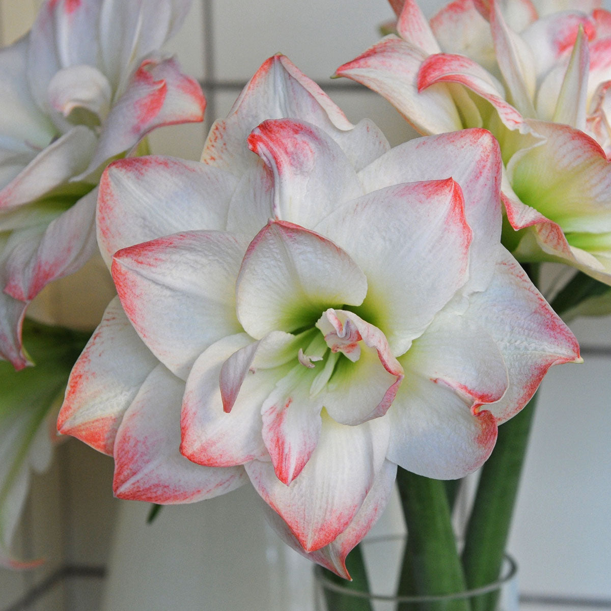 Amaryllis Candy Amadeus