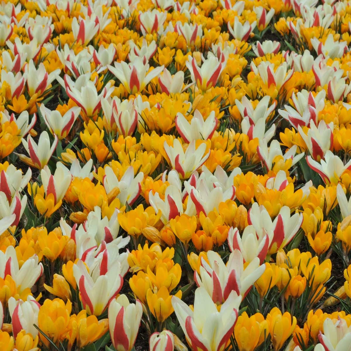 Tulpe The First (20) & Krokus Yellow Mammoth (25)
