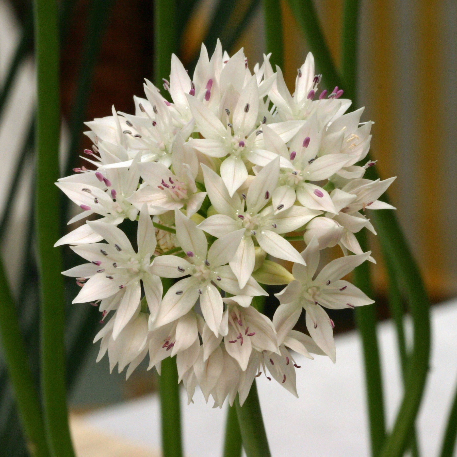 Allium Graceful Beauty