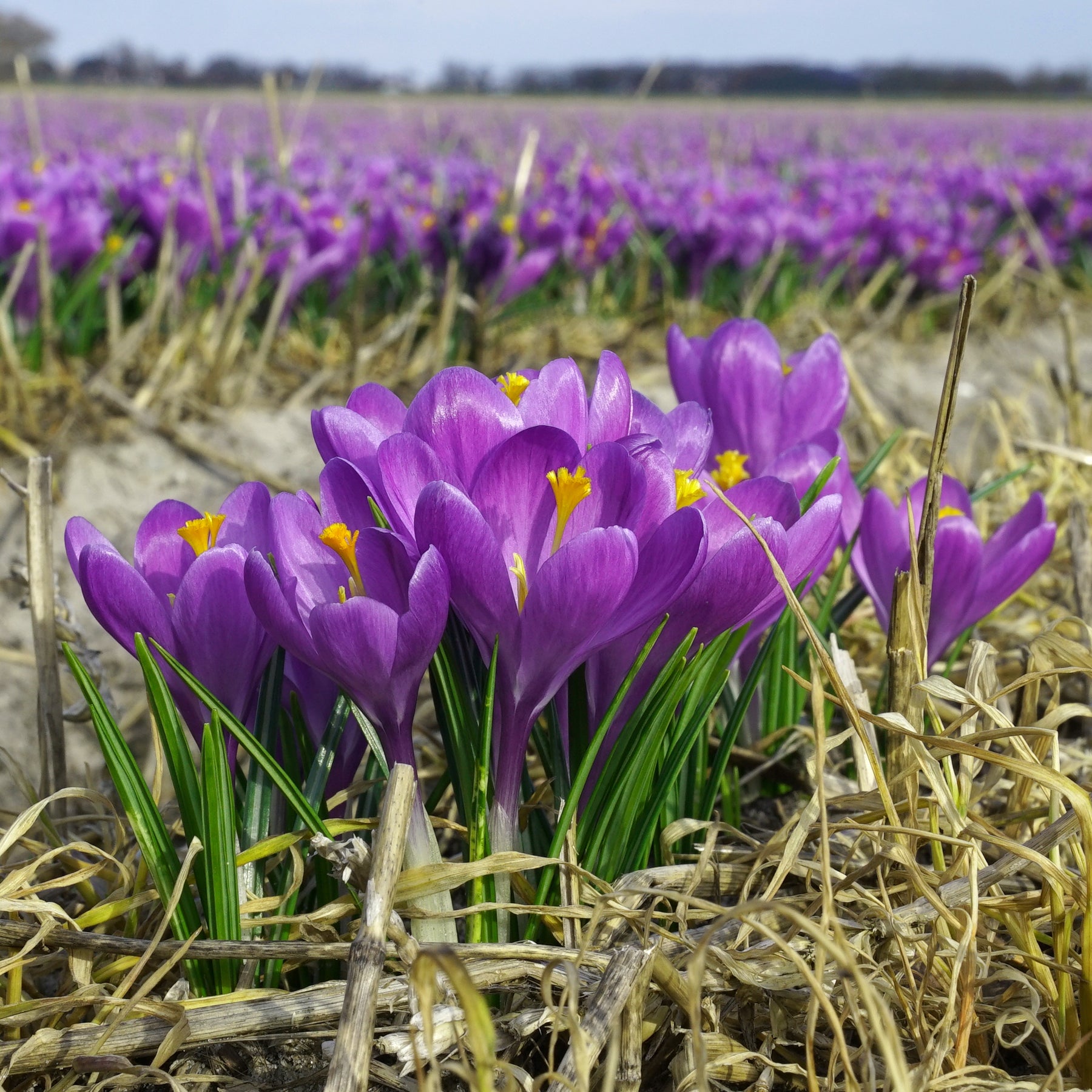 Crocus Blue Ocean