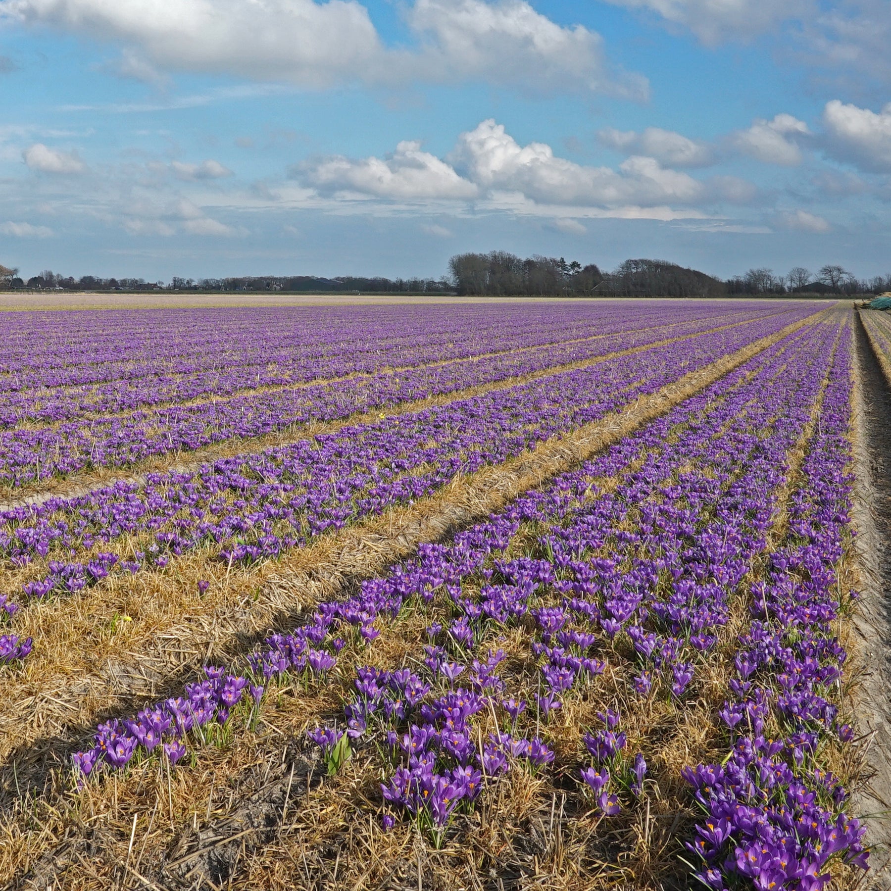 Crocus Blue Ocean