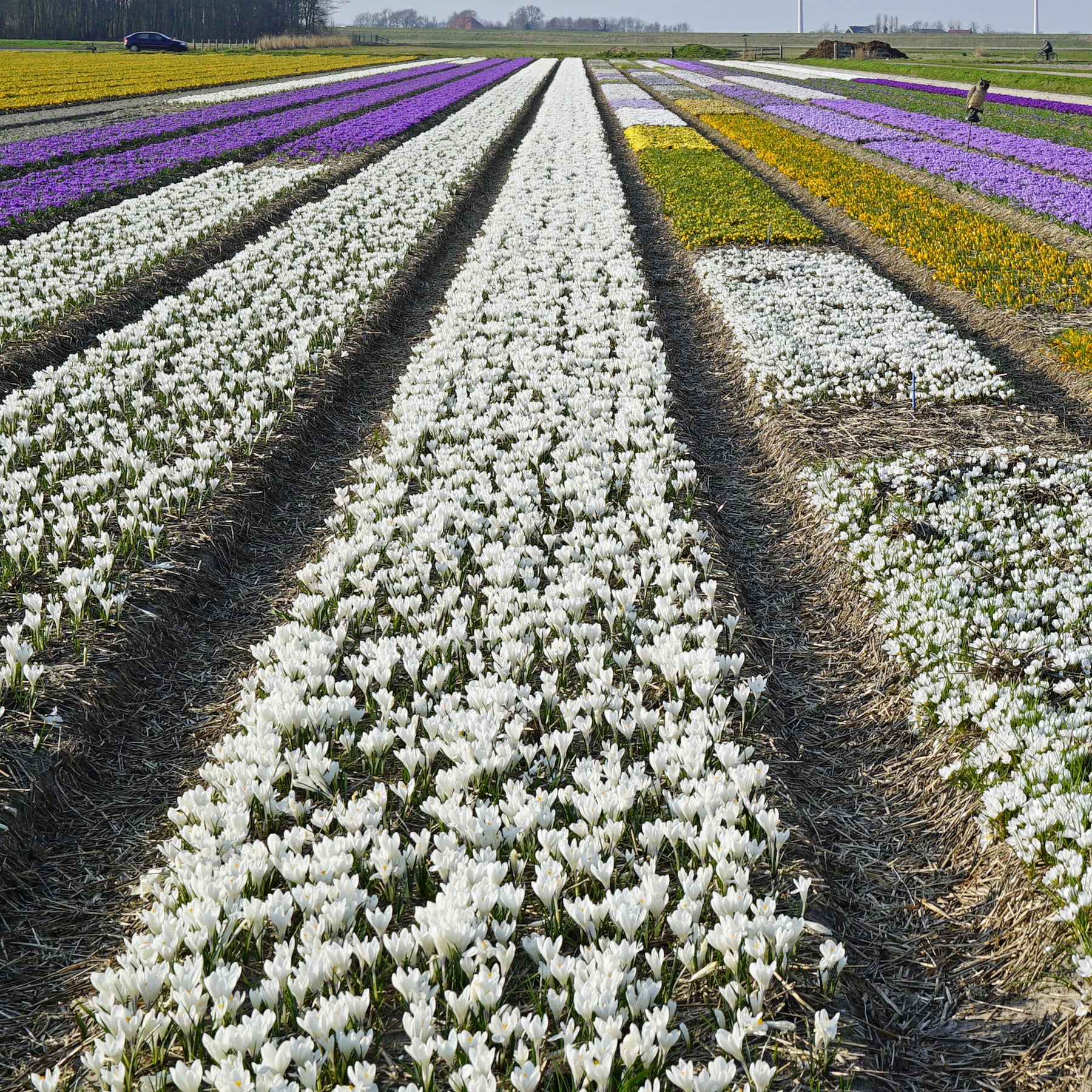 Crocus Ice Queen