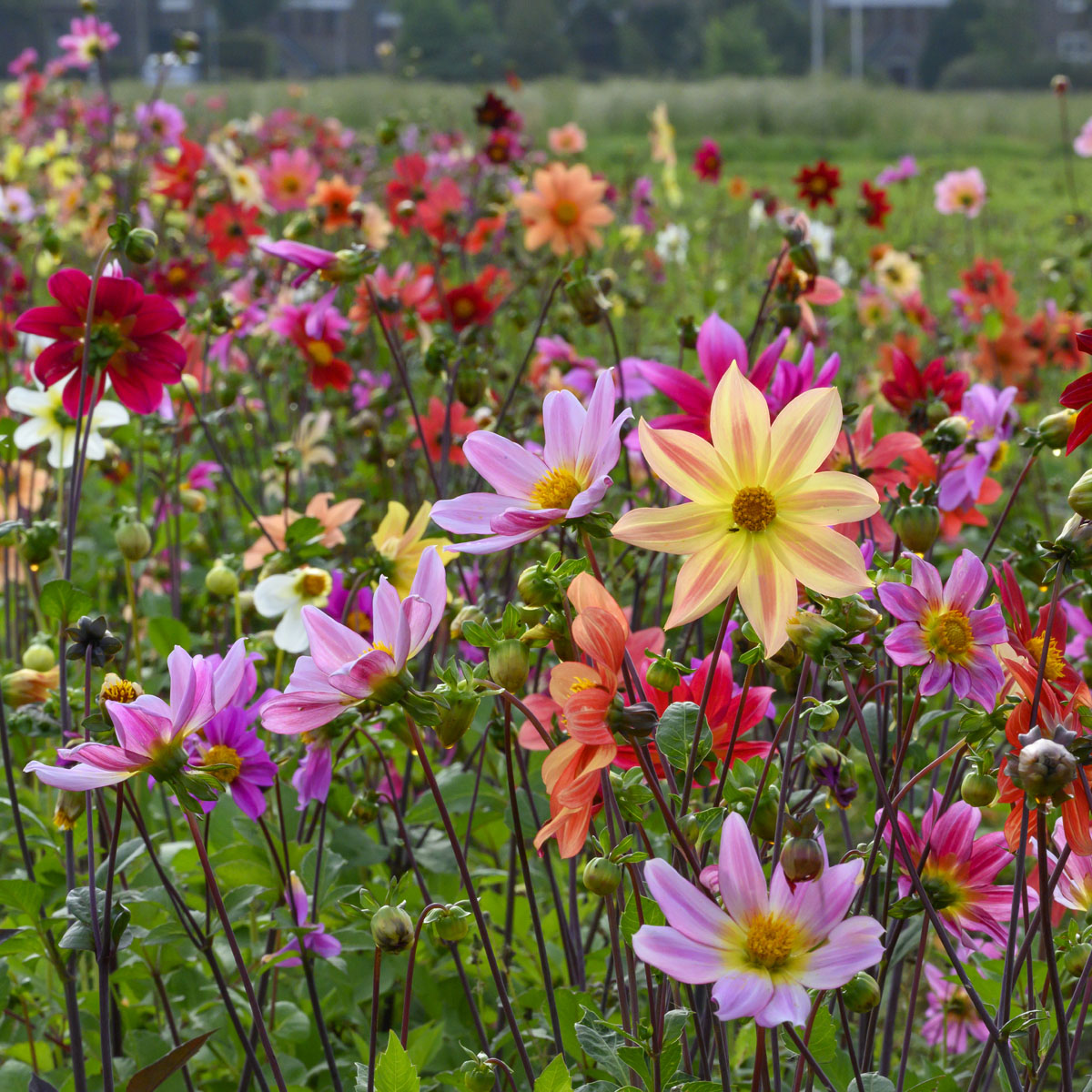 Dahlie Bee Friendly mixture