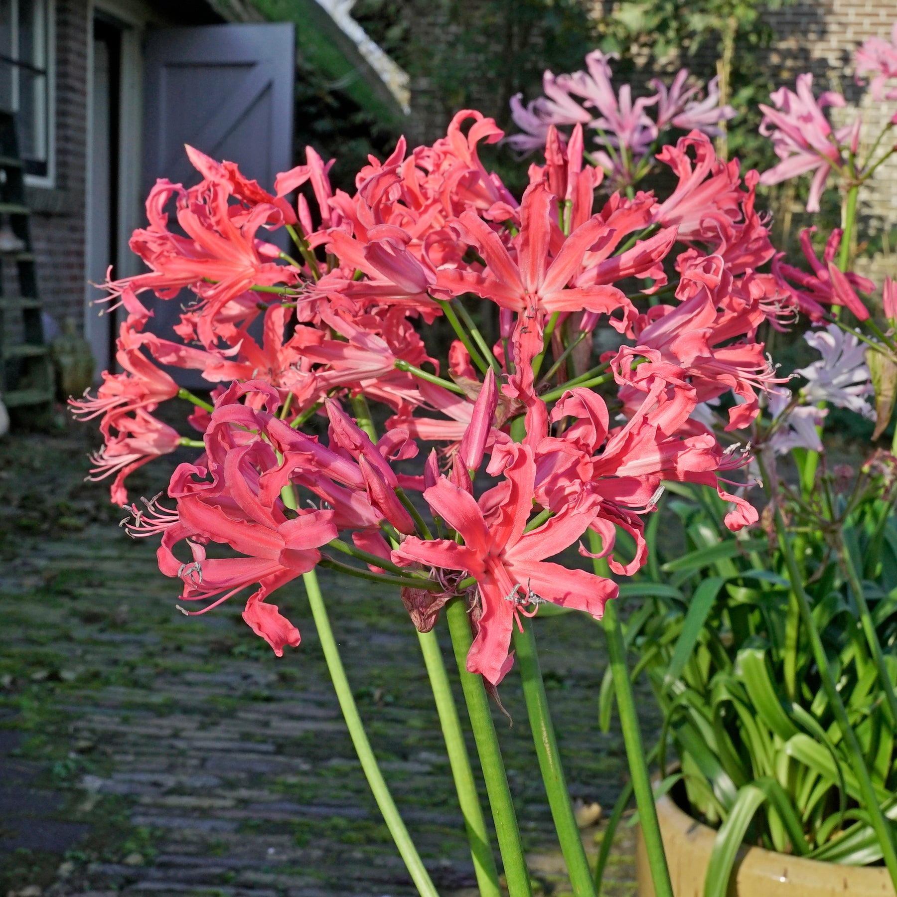 Nerine Pearls of Cherry