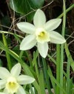Picoblanco
