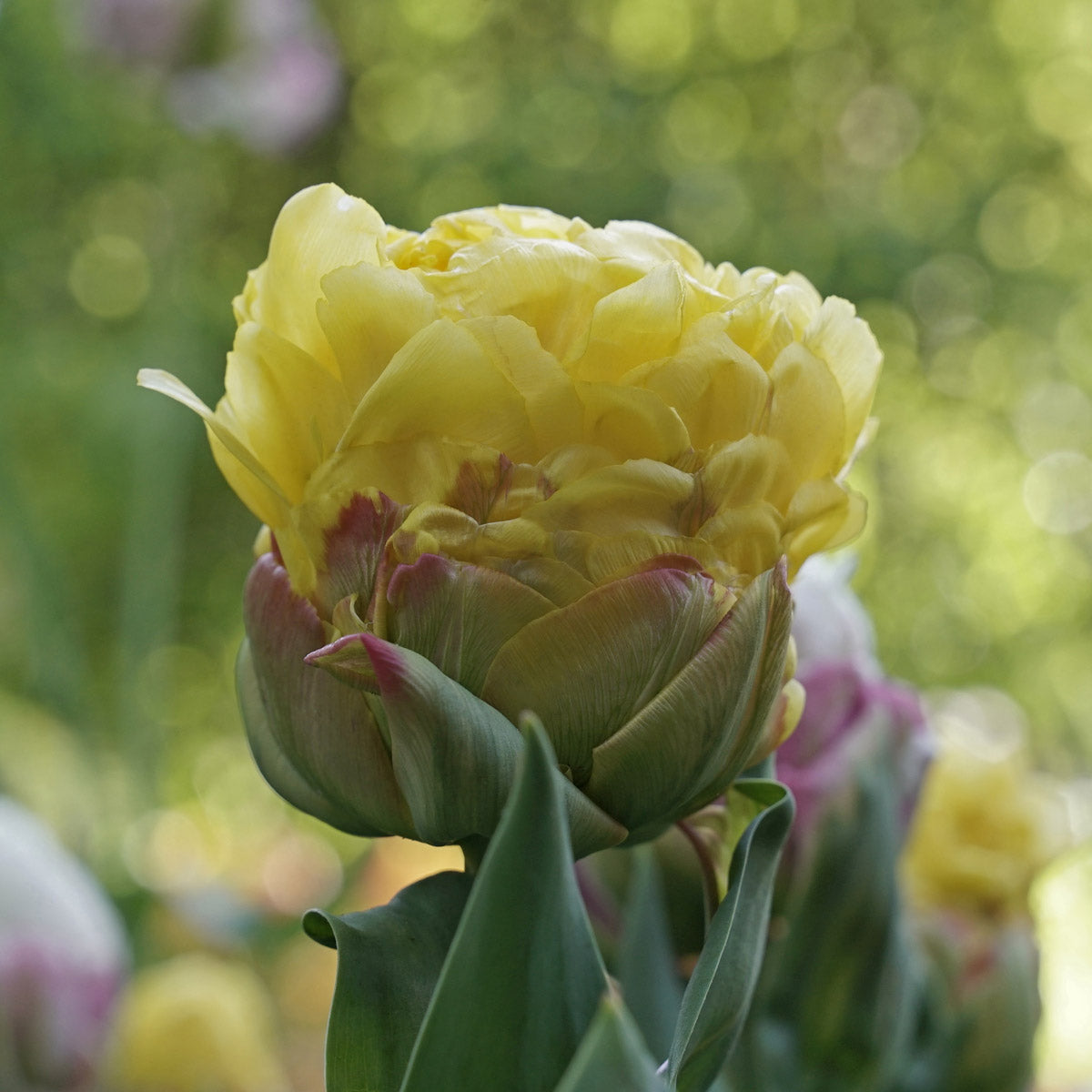 Tulipa Ice Cream Banana