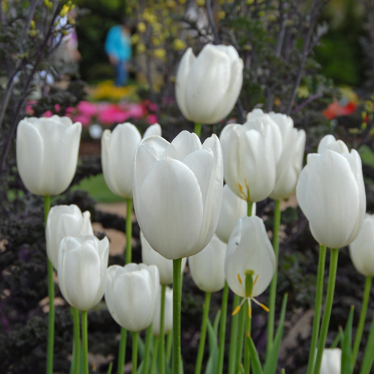 Tulipa Maureen