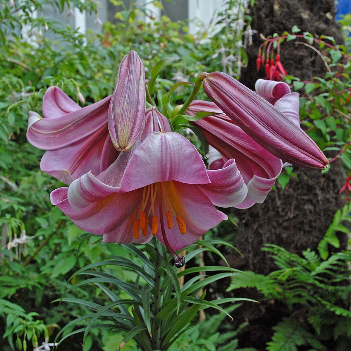 Lilium Pink Perfection