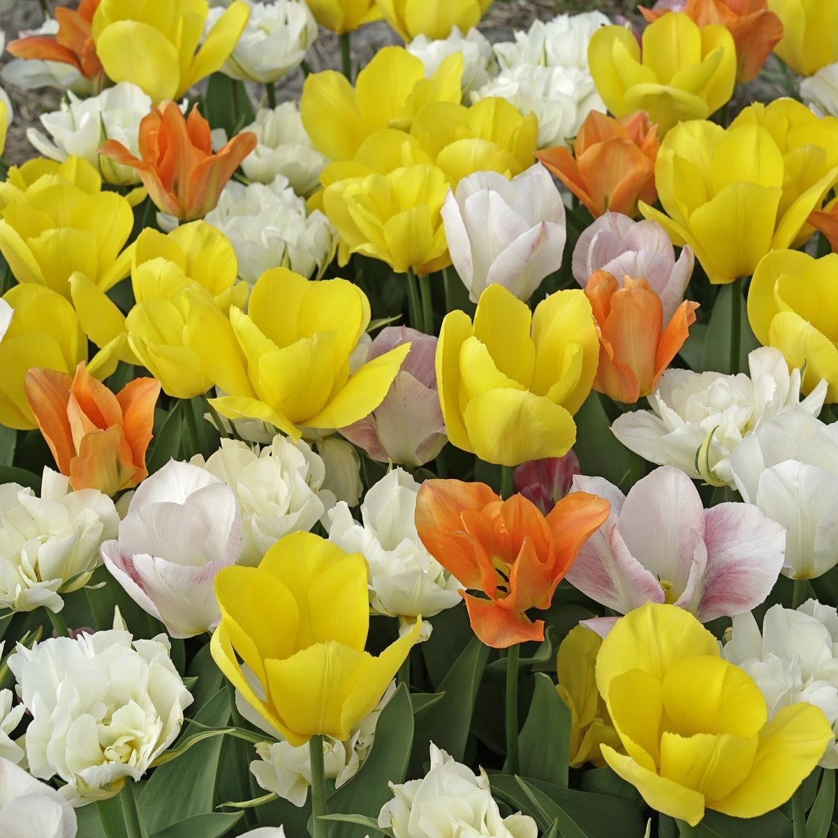 Prosecco Tulips