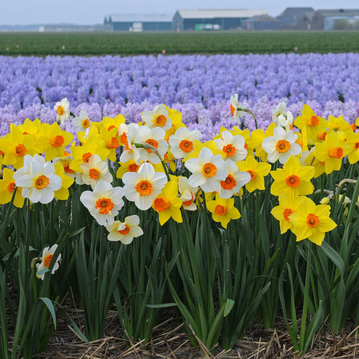 Mixture Narcissus Sunshine Boys