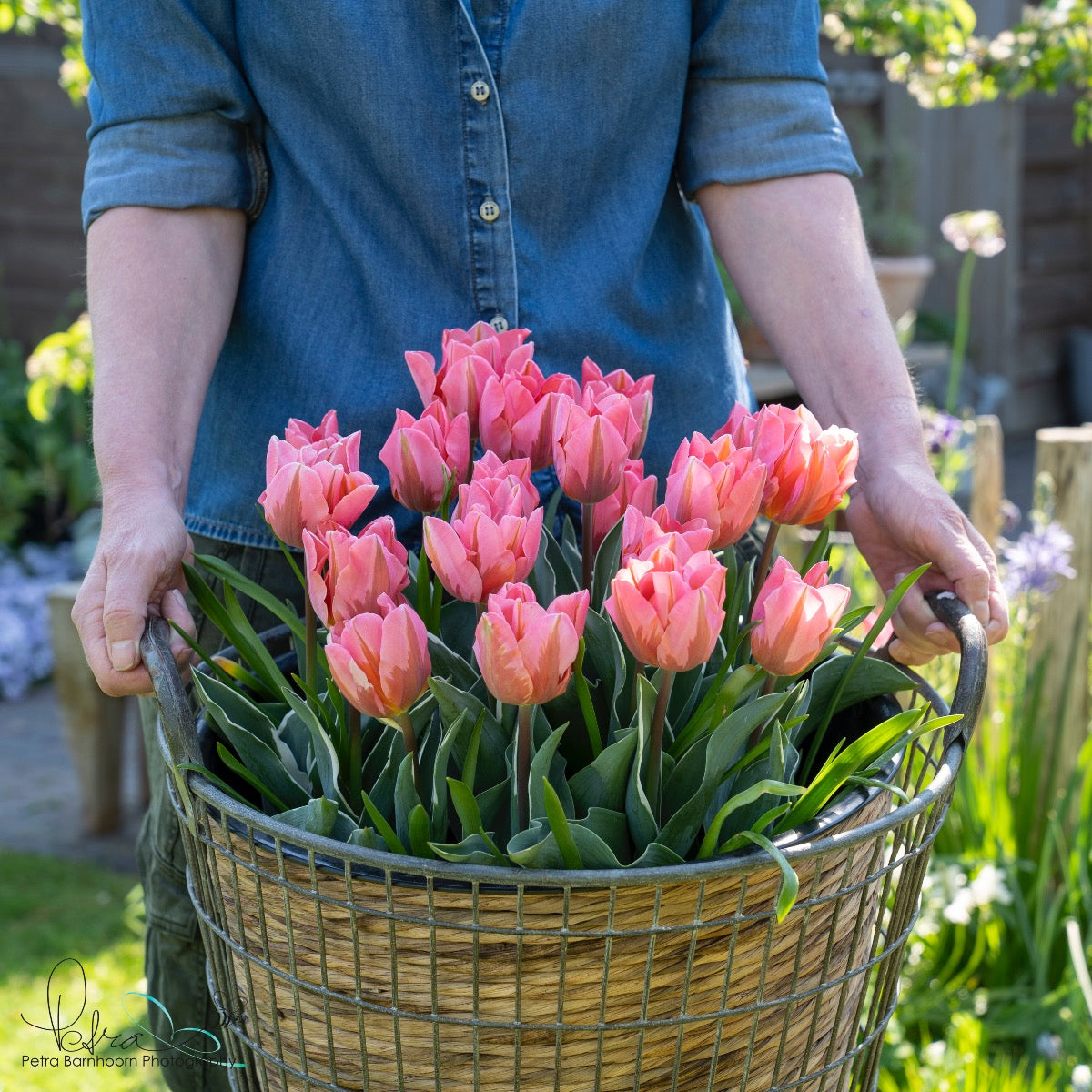 Tulipa Pretty Princess