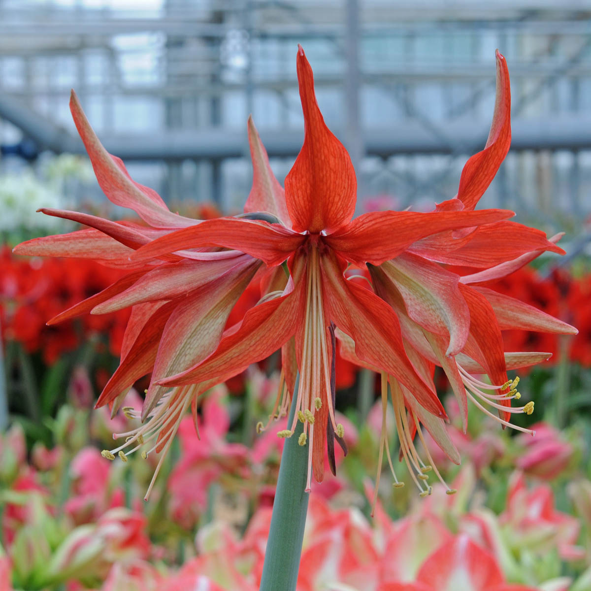 Amaryllis Sumatra