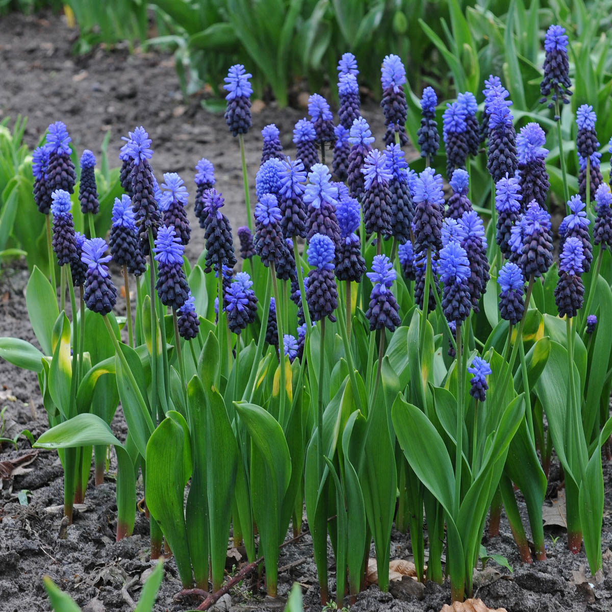 Muscari latifolium