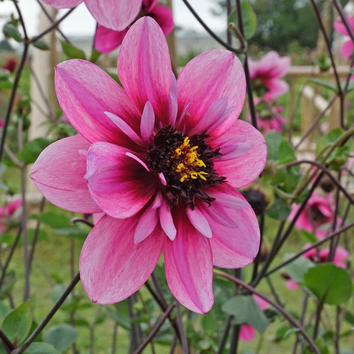 Dahlie Skyfall