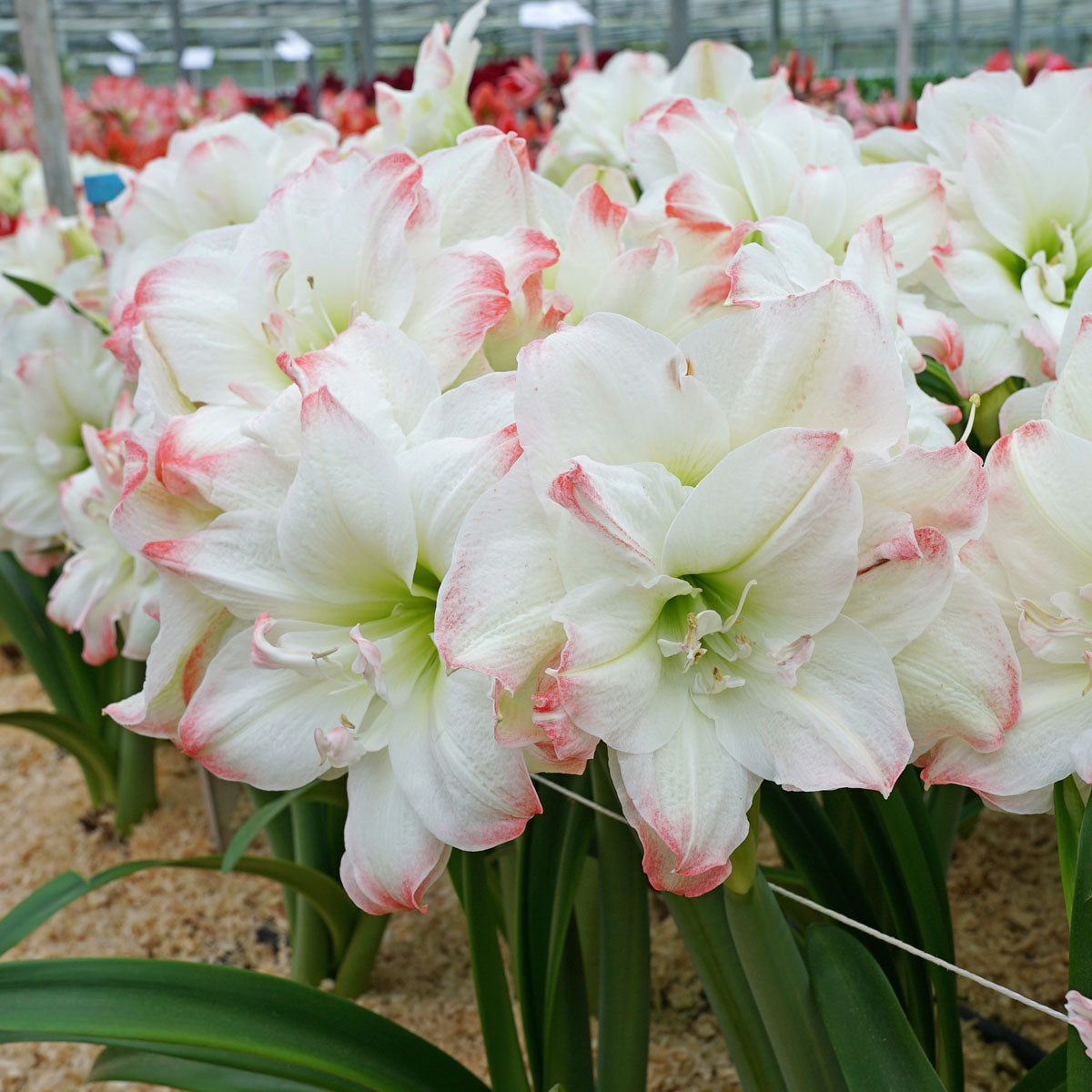 Amaryllis Amadeus Candy