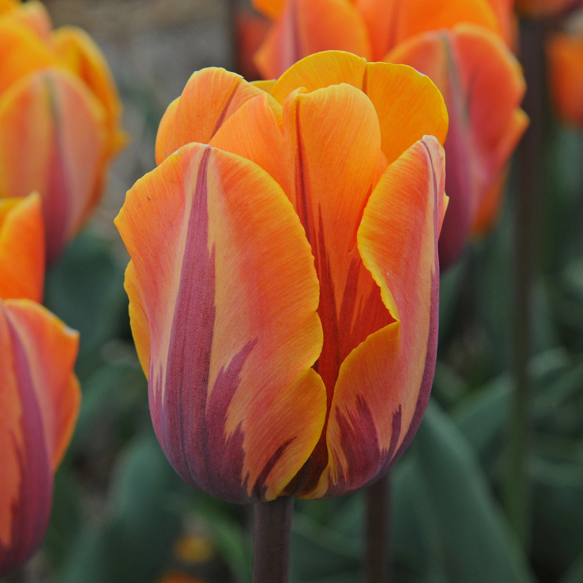 Tulipa Princess Irene