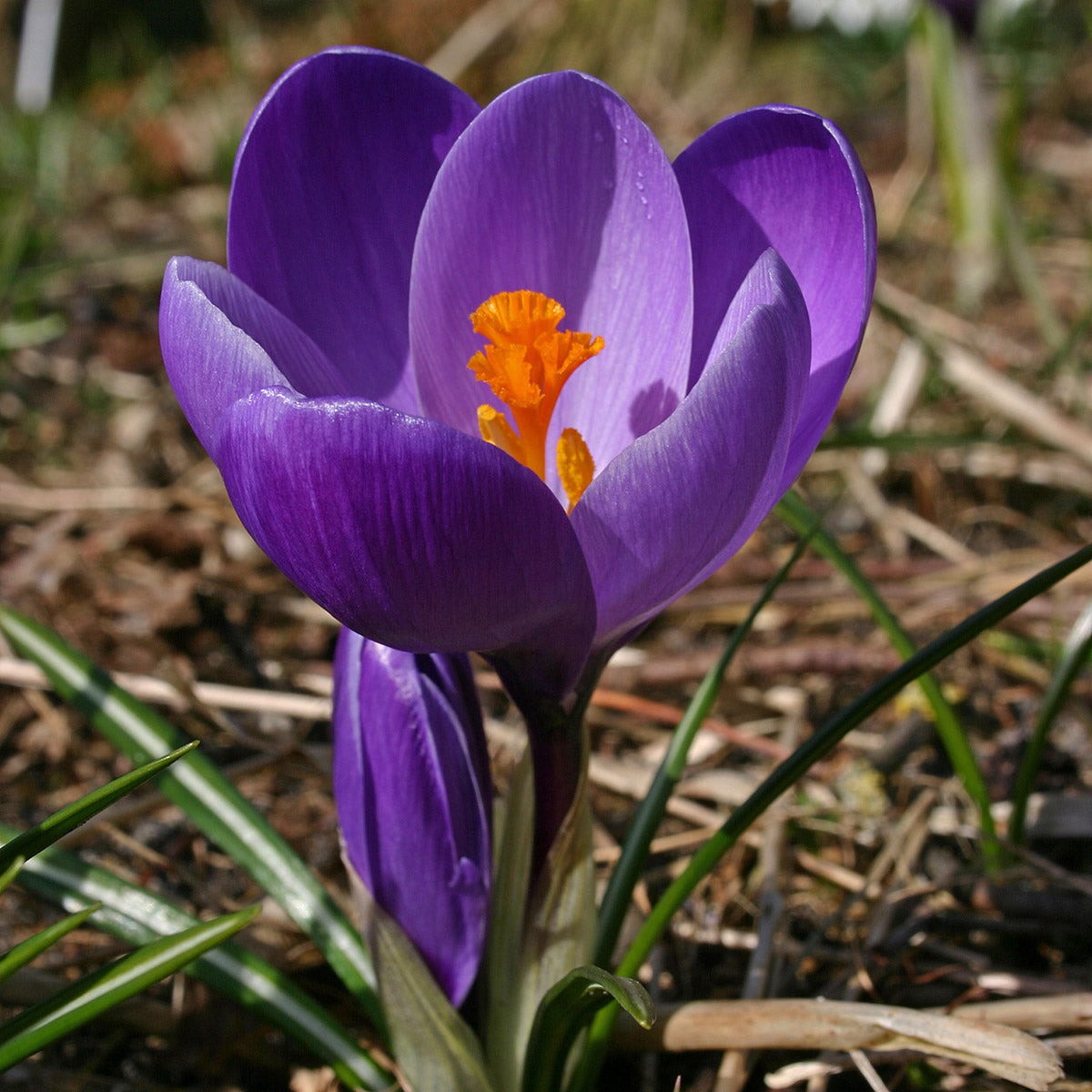 Crocus vernus Flower Record