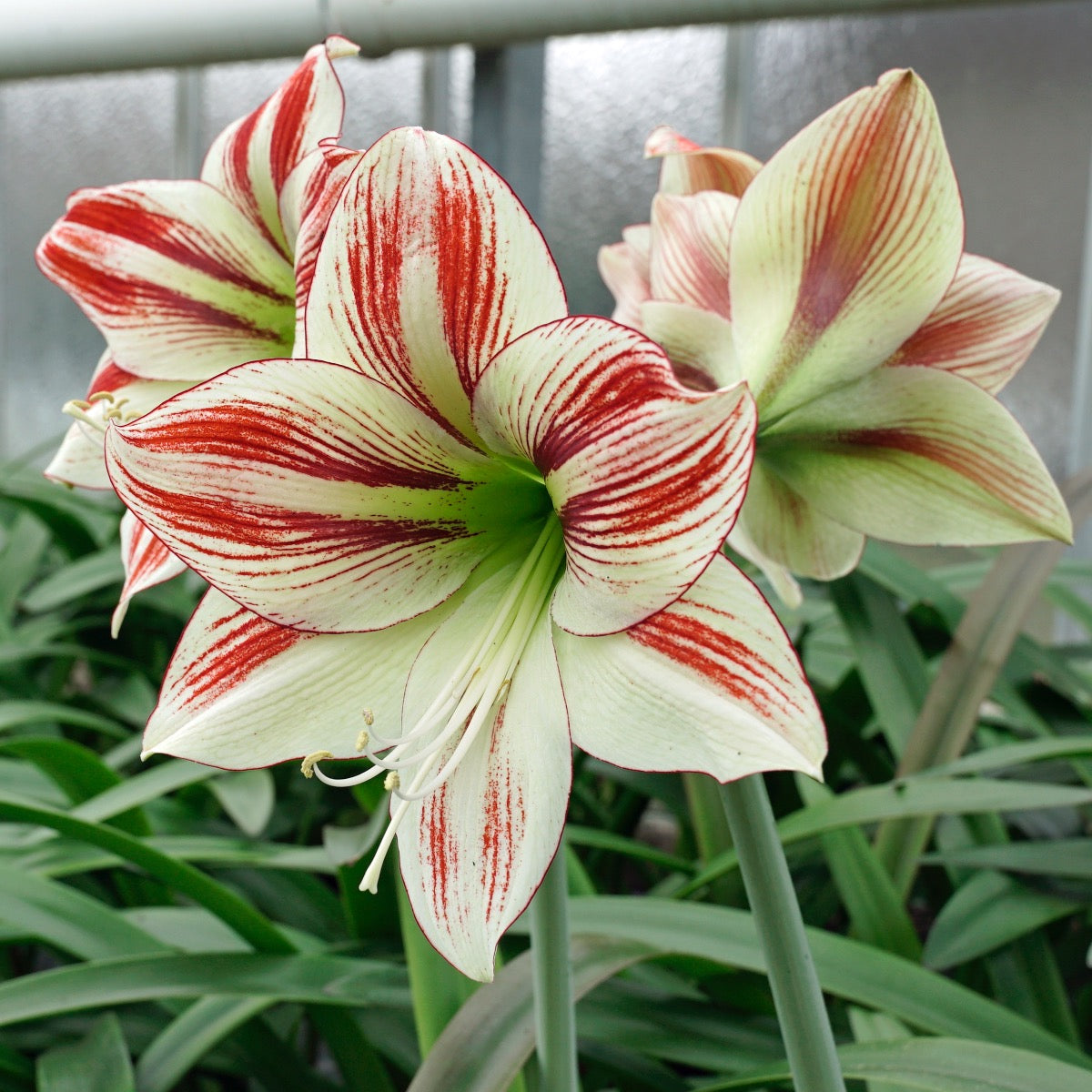 Amaryllis Ambiance