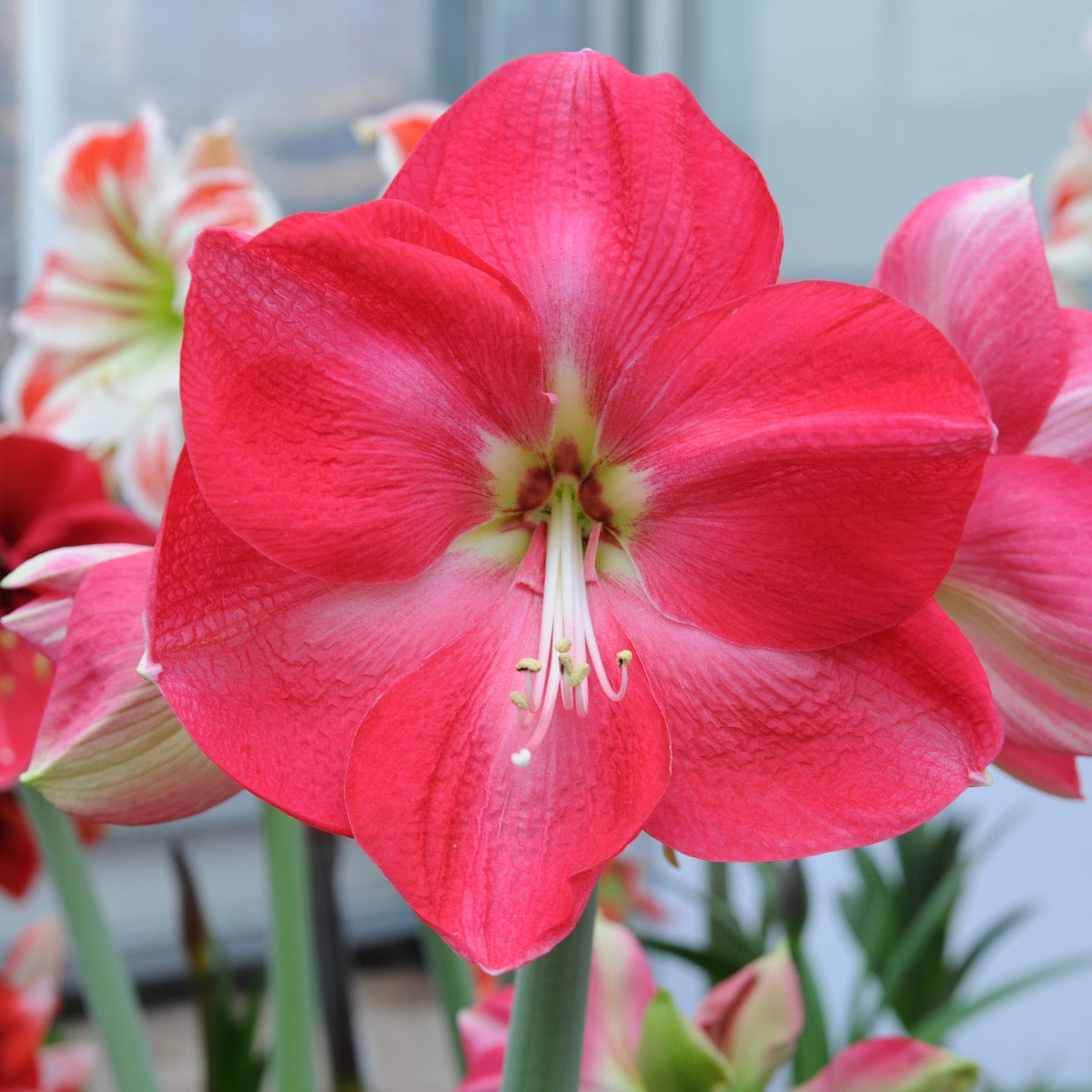 Amaryllis Candy Cream