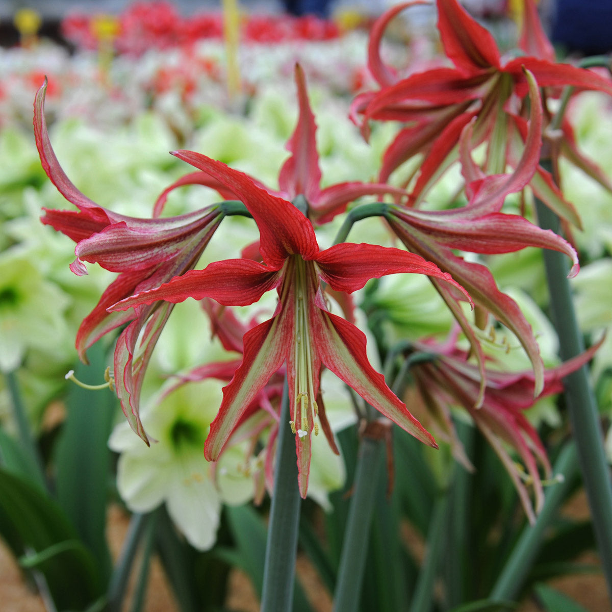 Amaryllis La Paz